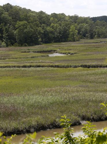 20220612_MET_WETLANDS_AWE03