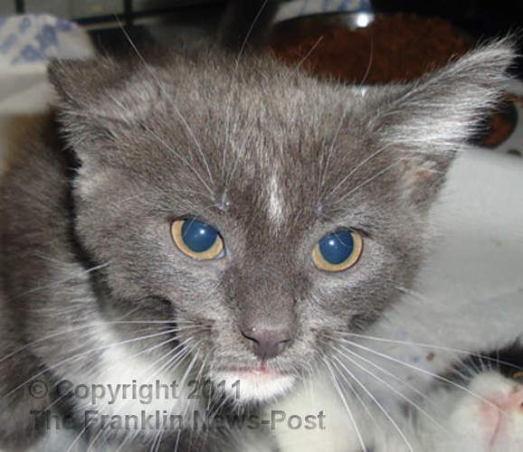 Rabies clinic to be held at Tractor Supply