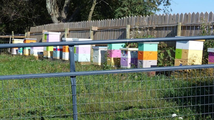 Bees