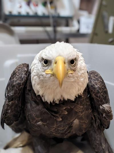 Bald Eagle