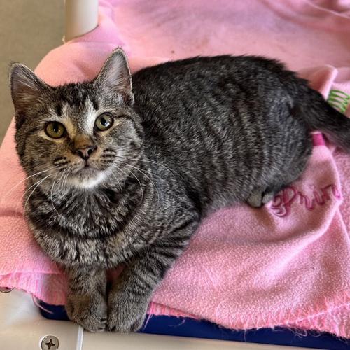 Frankie, domestic short hair