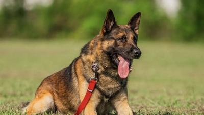 Henry County K-9 Zajo