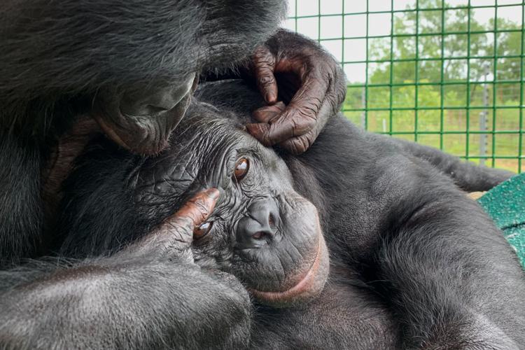 Ape Imagination