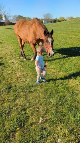 Prince, a 30-year-old horse leased out from Bay Ridge Equestrian.