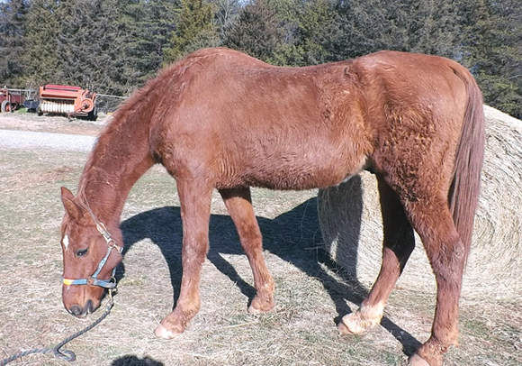 Ferrum man indicted on animal cruelty charges