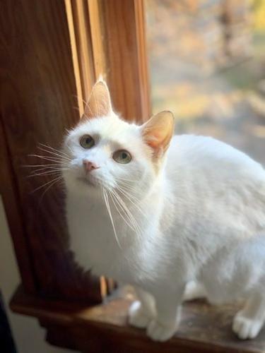 Furry Friends of Rocky Mount
