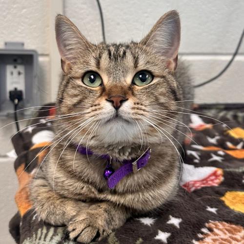 Pinta, domestic short hair