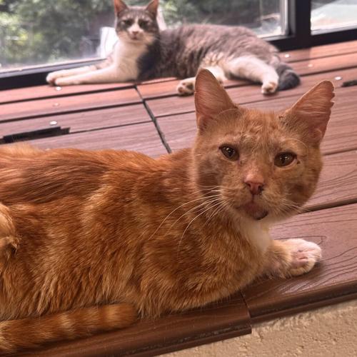 081226-fnp-opn-furryfriends-edwin.jpeg