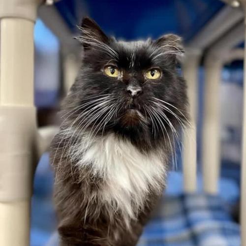 Furry Friends in need of a home: Macy