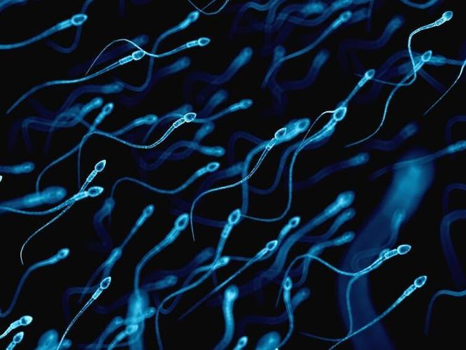 Sperm 2