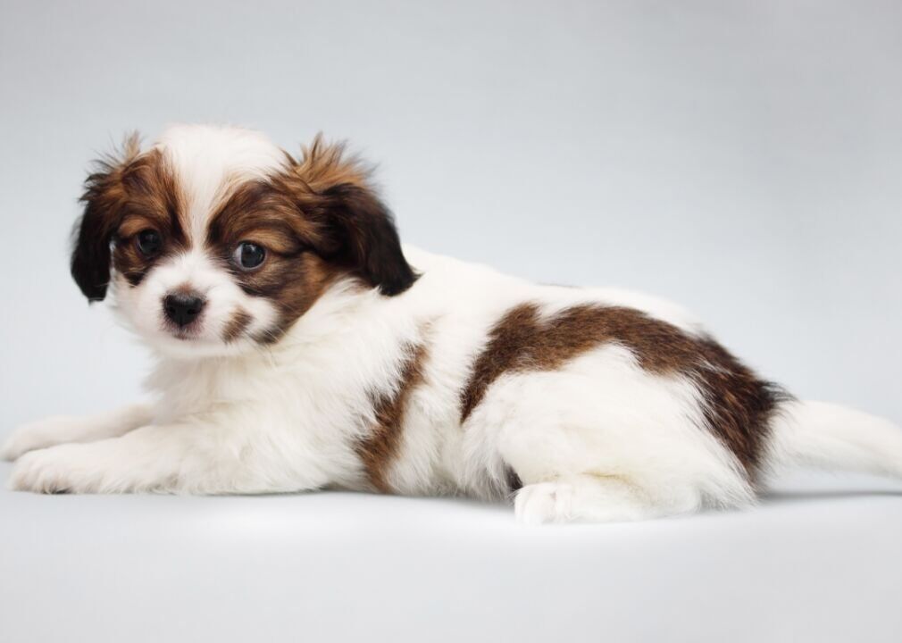 Junkyard Dawgs Dog St Bernard Plush Animal Toy NEW Small 9 inches 