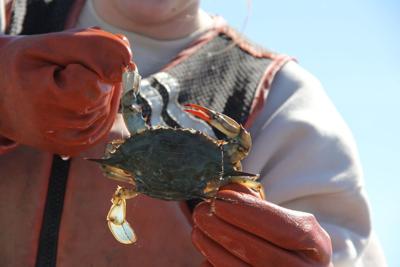 052325-rtd-met-crabs