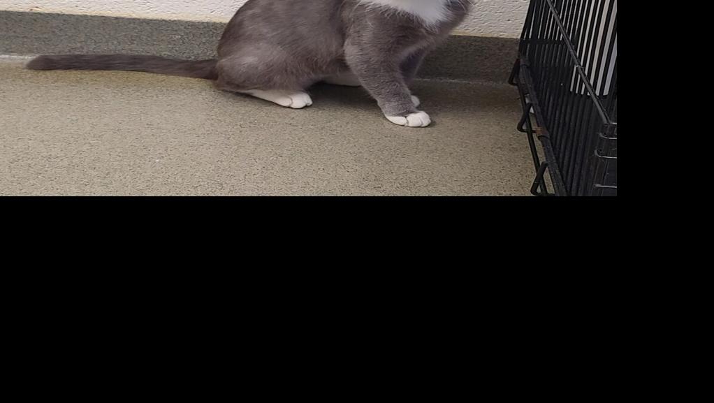 Boxley, domestic short hair