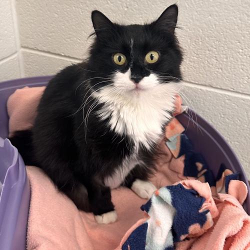 Miami, domestic long hair