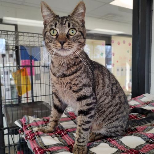 Carper, domestic short hair