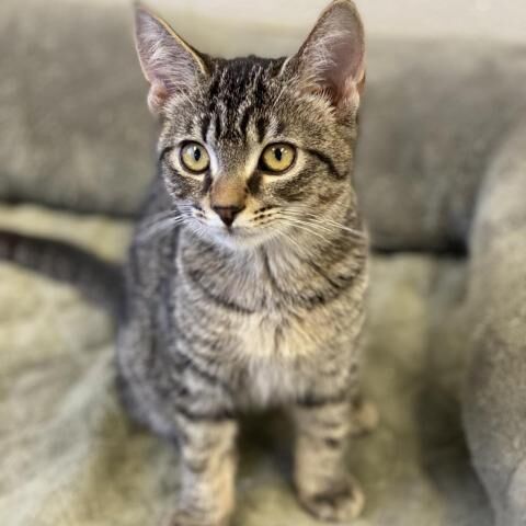 Furry Friends in need of a home: Connie