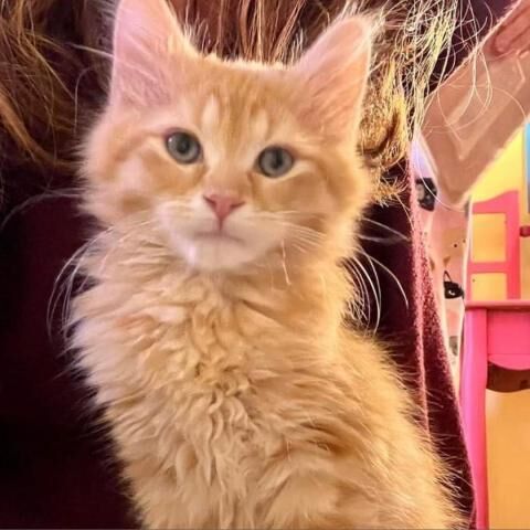 Furry Friends in need of a home: Einstein