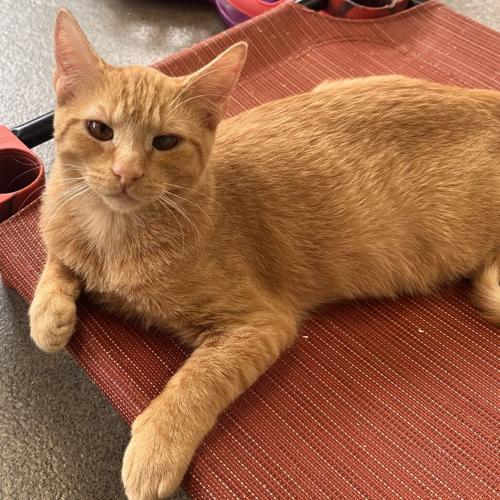 Annatto, domestic short hair