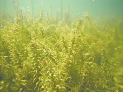 Hydrilla