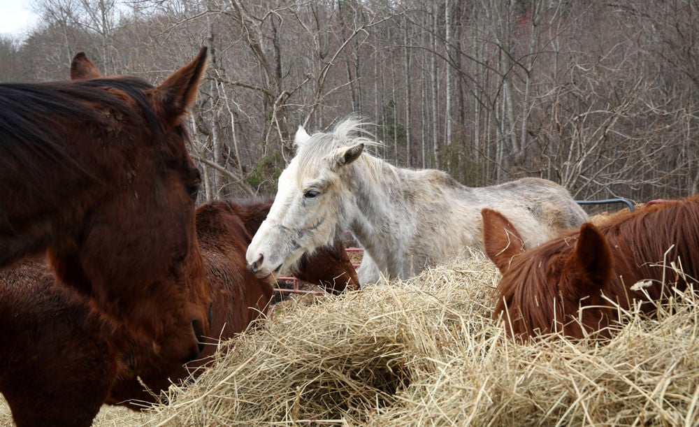 Hardy man given jail time for starving horses