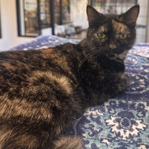 Harriett, domestic short hair