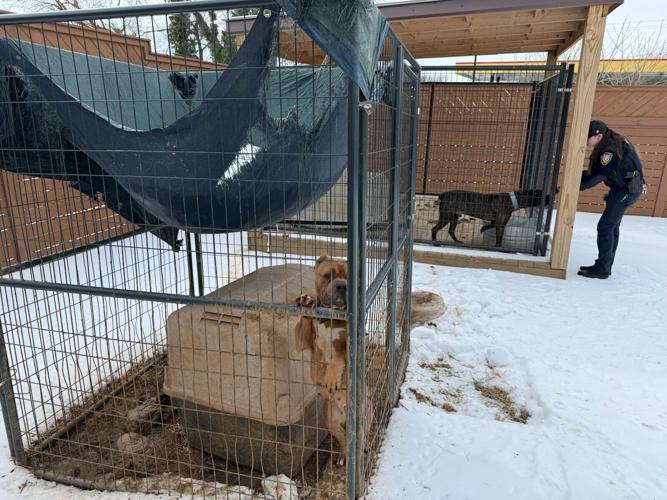 020426-roa-va-dogs-p3