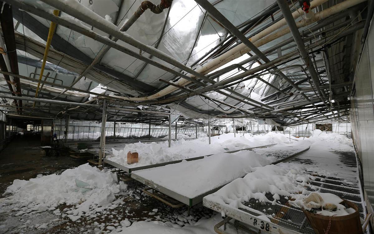 115111 SNOW MULVILLE 020