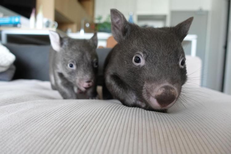 Wombats, snails, ferrets: The animals that brought us joy during the pandemic