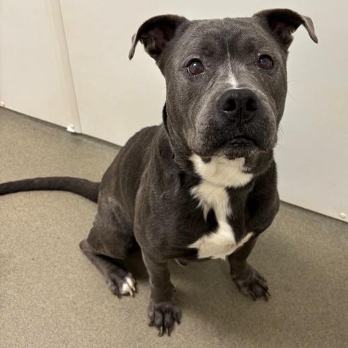 Draco, mixed breed