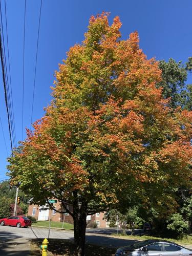 foliage mulberry and rives