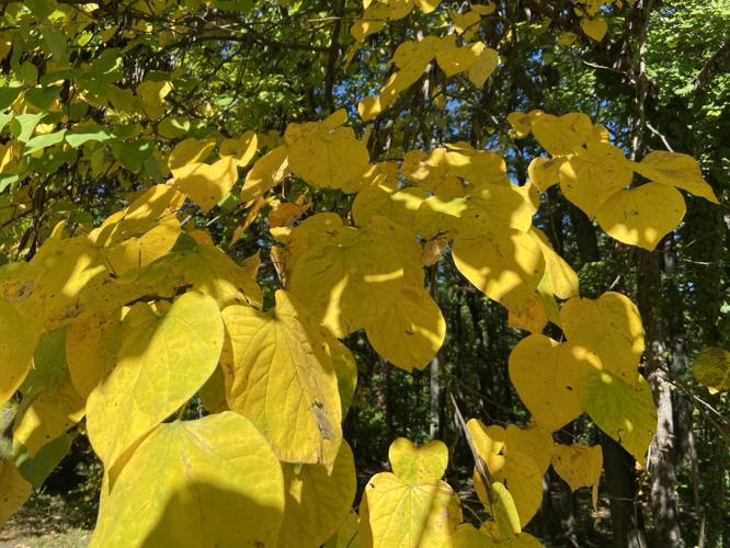 foliage j frank wilson park4