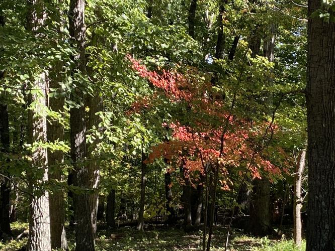 foliage j frank wilson park2