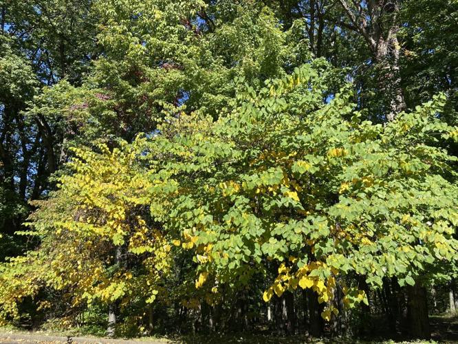 foliage j frank wilson park