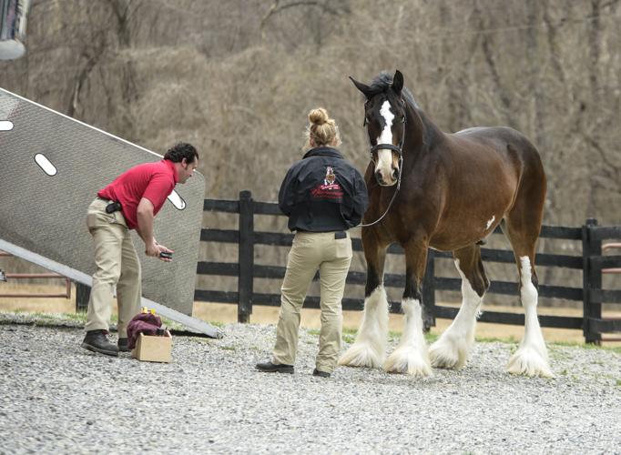 Ivan's handlers prepare him for his public appearance..jpg