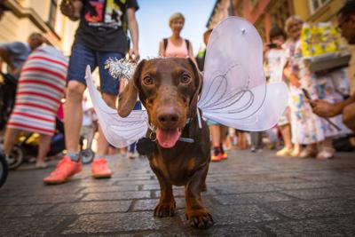 Paws for Cause: Annual Pet-Friendly Events Across the U.S. that Give Back - Image