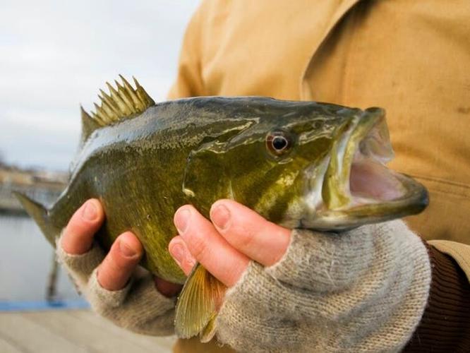 Fish