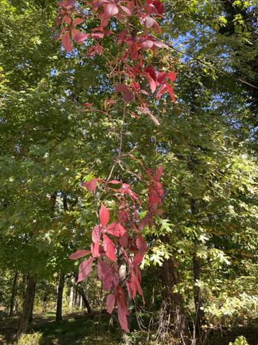 foliage j frank wilson park3