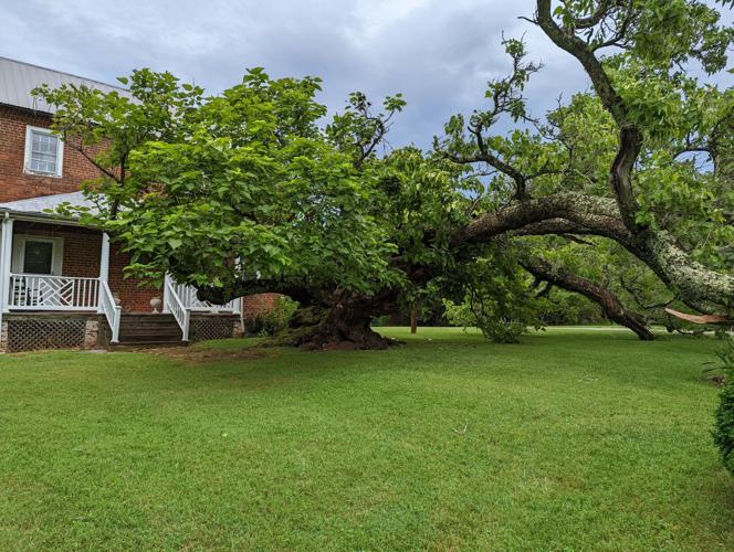 Southern catalpa