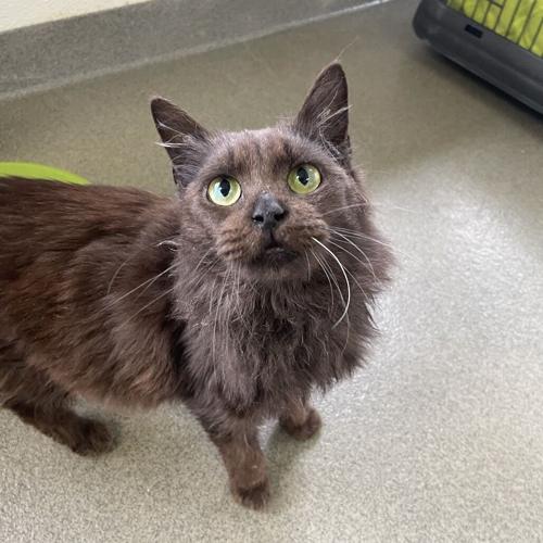 Feline Friday: Milkshake, domestic long hair
