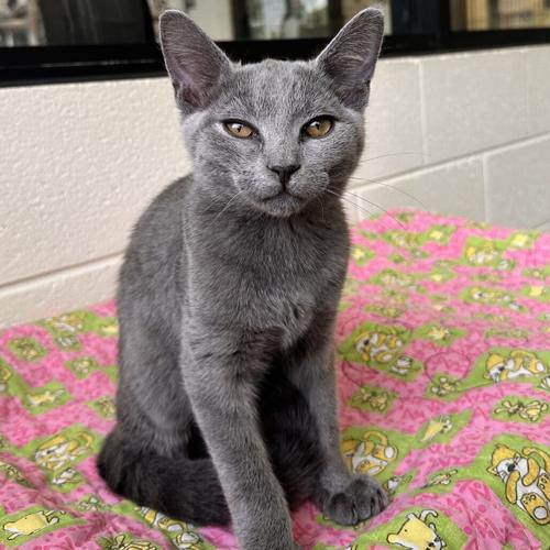 Furry Friends: Gerber, domestic short hair