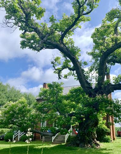 Southern catalpa