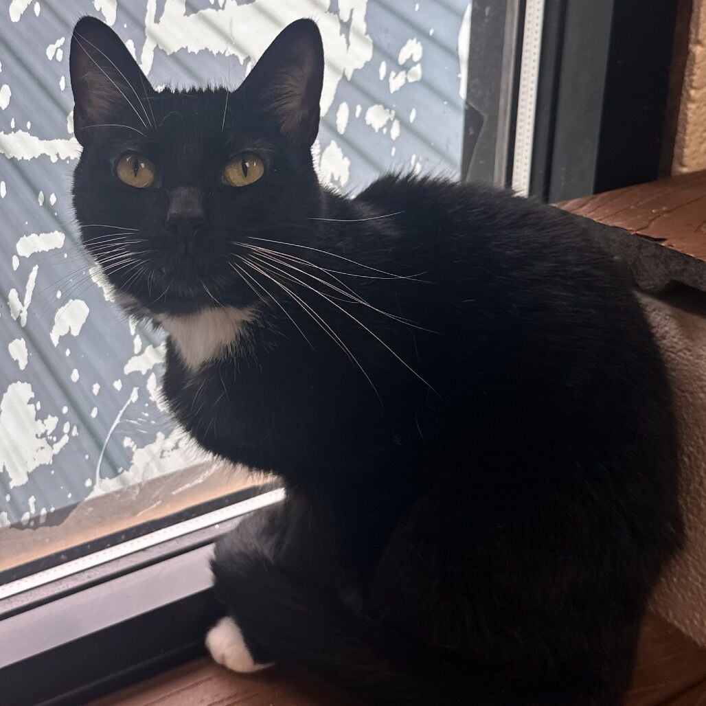 Wonderbread, domestic short hair