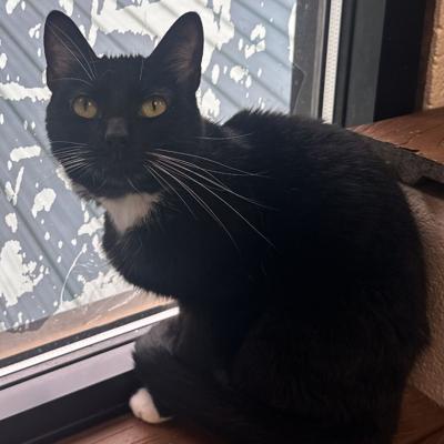 Wonderbread, domestic short hair