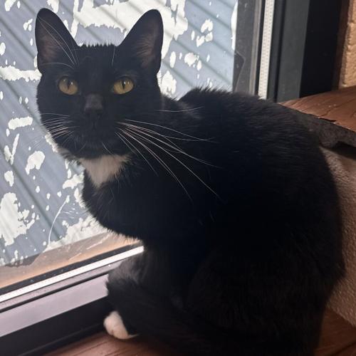 Wonderbread, domestic short hair