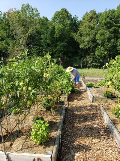 Heirloom Kitchen Garden and the Giving Garden
