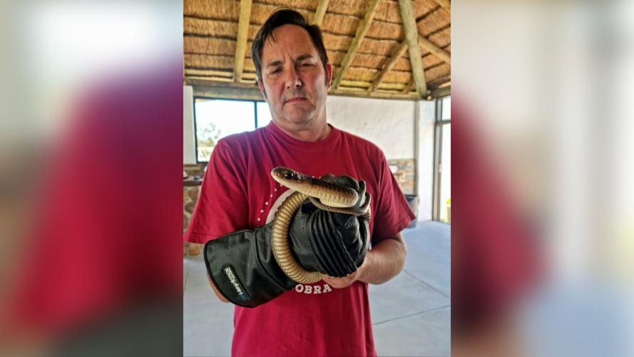 Venomous snake found lurking in family's Christmas tree