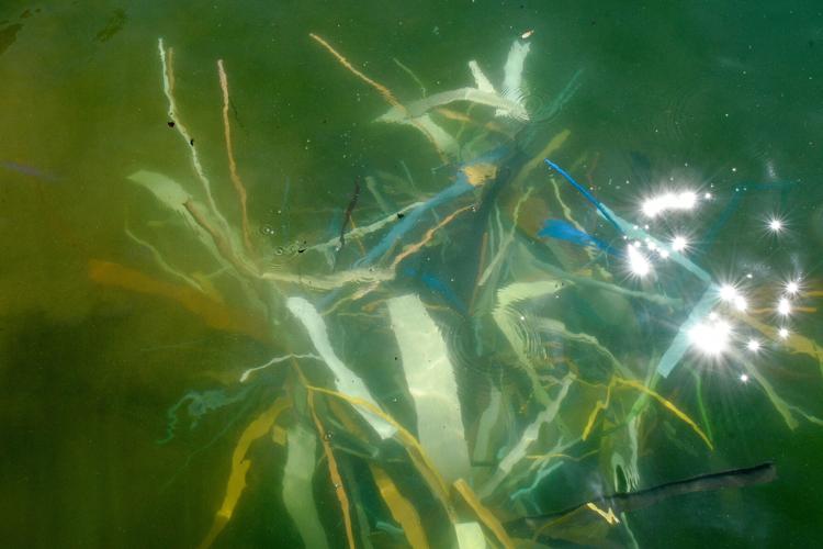 071625-fnp-news-vadwr-p03