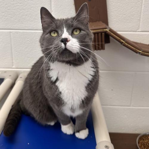 Eddard, domestic short hair