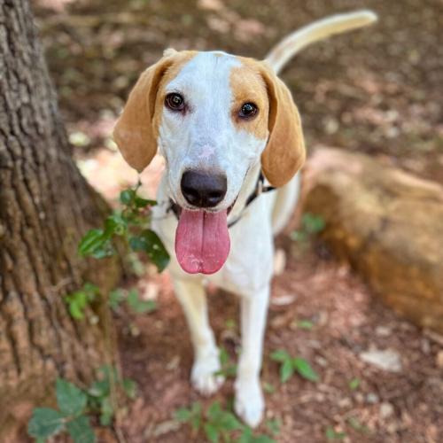 Toebias, hound mix
