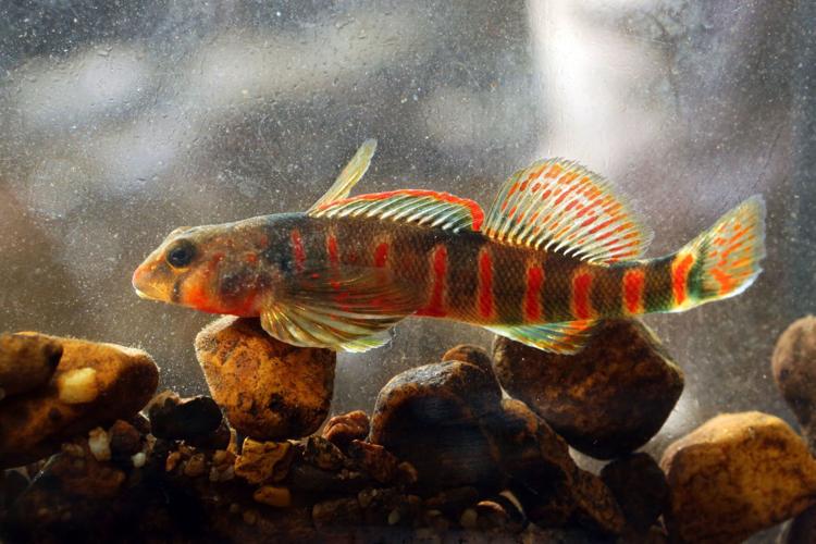 mg candy darter 080717 (copy) (copy) (copy)